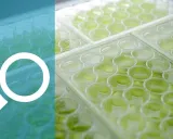 consultancy consultancy